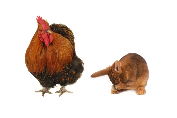Rabbit and brown cock — Stock Photo, Image