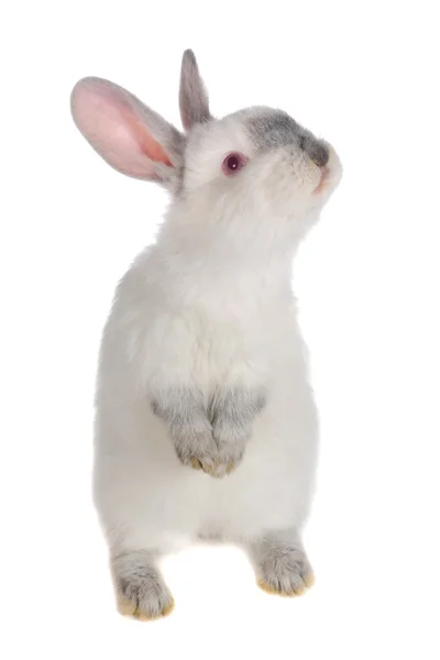 Gray rabbit — Stock Photo, Image