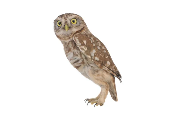 Owl — Stock Photo, Image