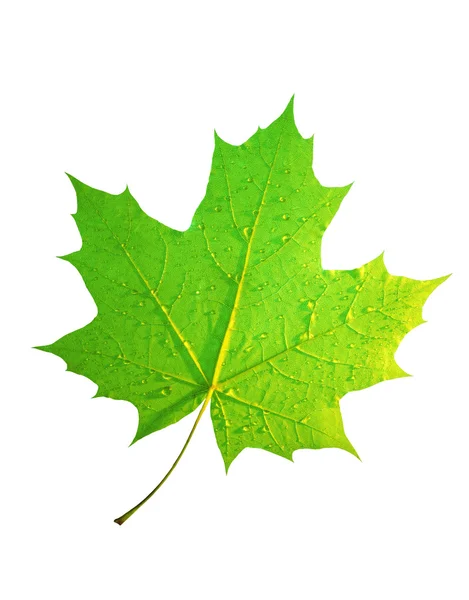 Green maple — Stock Photo, Image