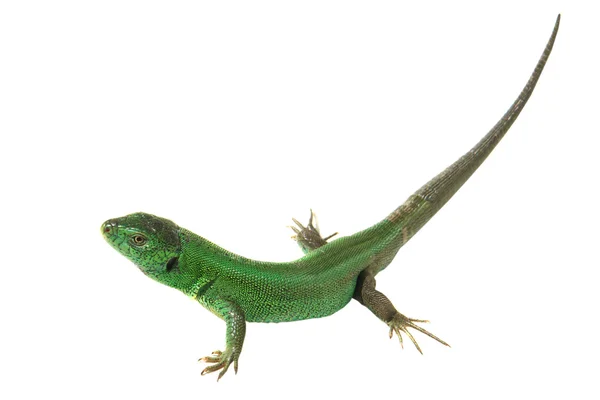 Green lizard — Stock Photo, Image