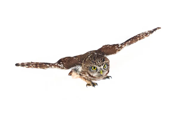 Owl — Stock Photo, Image