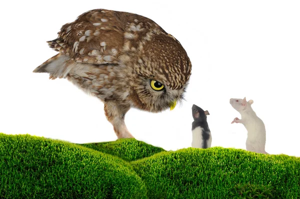 Owl and rat — Stock Photo, Image