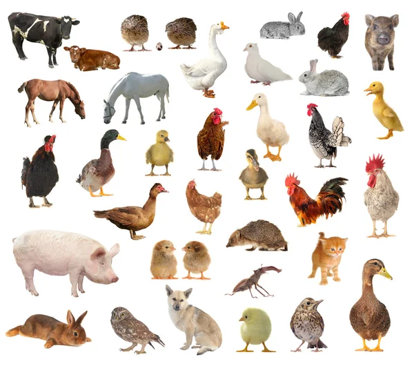 Çiftlik hayvanları