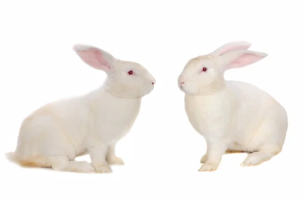 Rabbit — Stock Photo, Image