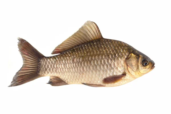 Crucian — Stock Photo, Image