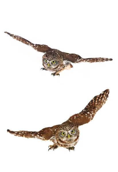 Two owl — Stock Photo, Image