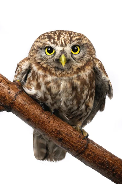 Owl the isolated sitting on hemp — Stock Photo, Image