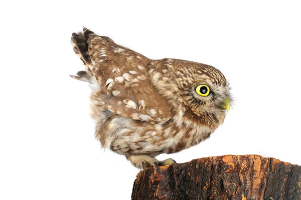 Owl the isolated sitting on hemp — Stock Photo, Image