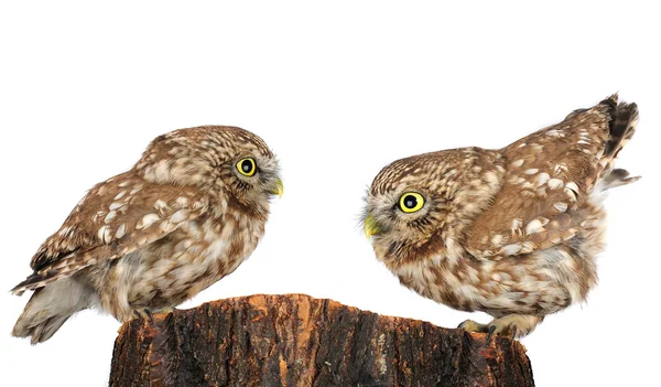 Two owl — Stock Photo, Image