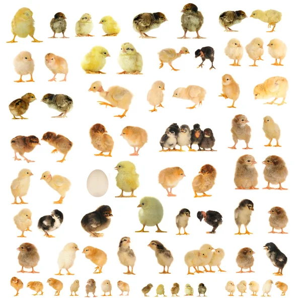 Chicken — Stock Photo, Image