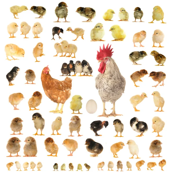 Pollo — Foto Stock