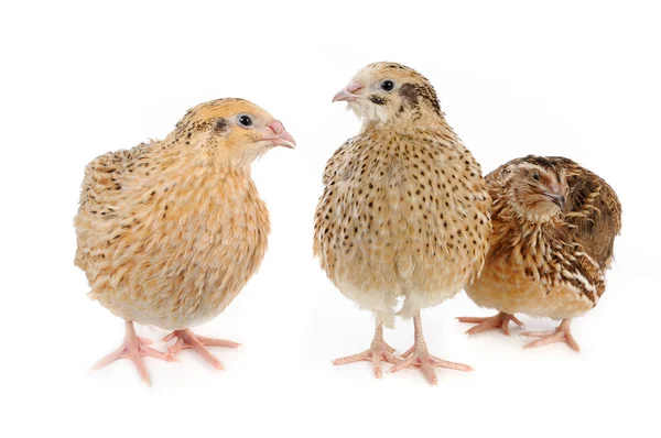 Adult quail — Stock Photo, Image