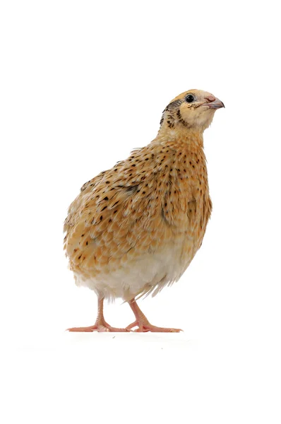 Adult quai — Stock Photo, Image
