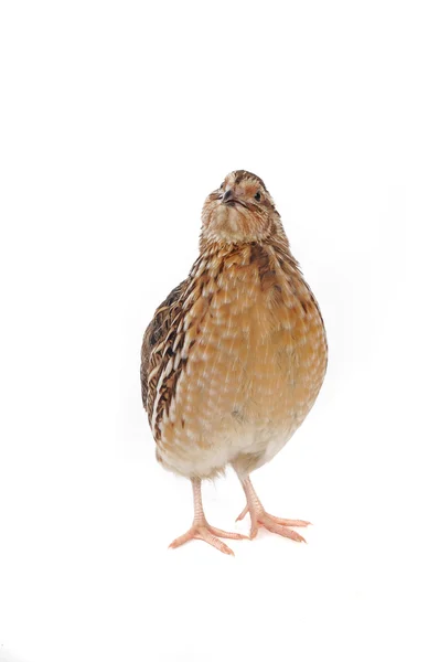 Adult quai — Stock Photo, Image