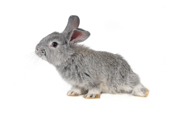 Grey rabbit — Stock Photo, Image