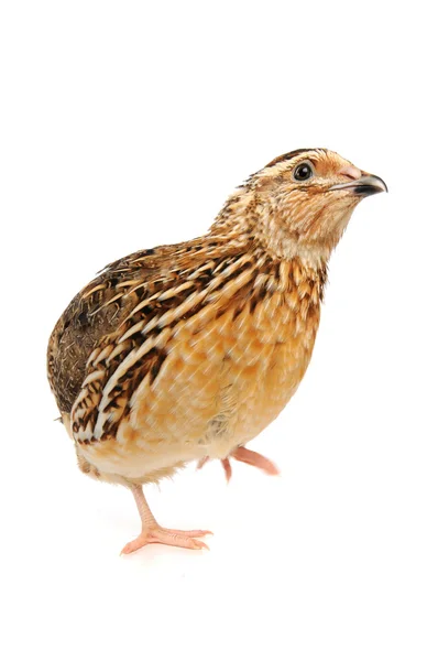 Adult quail — Stock Photo, Image