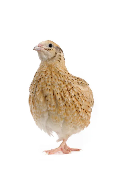 Adult quail — Stock Photo, Image