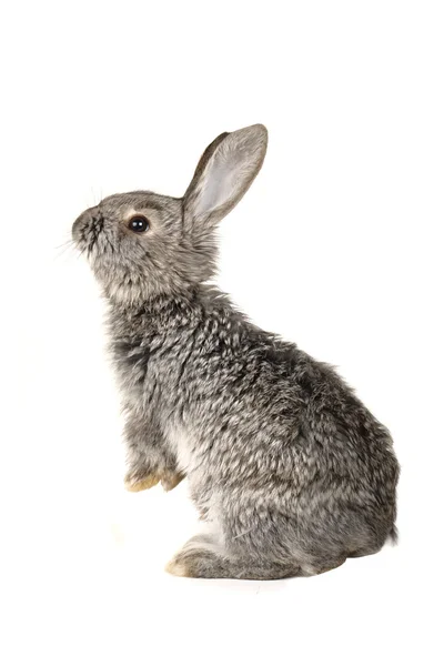 Grey rabbit — Stock Photo, Image