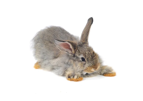 Graue Kaninchen — Stockfoto