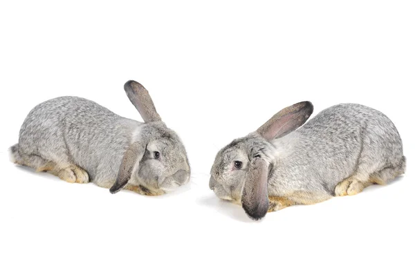 Grey rabbit — Stock Photo, Image