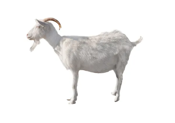 Goat standing up isolated on a white background — Stock Photo, Image