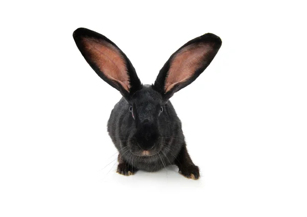 Grey rabbit — Stock Photo, Image