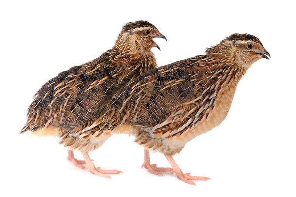 Adult quail isolated on white background — Stock Photo, Image