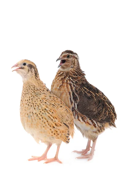 Adult quail isolated on white background — Stock Photo, Image