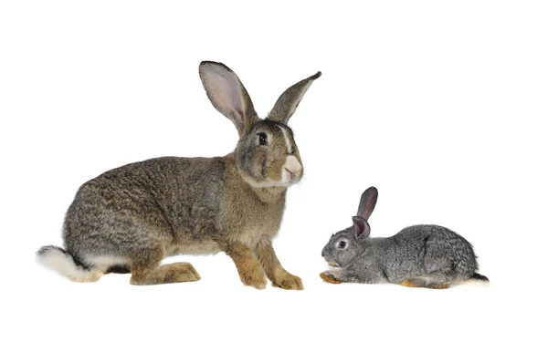 Grey rabbit — Stock Photo, Image