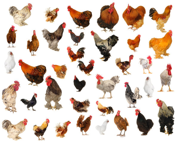 Cock on a white background