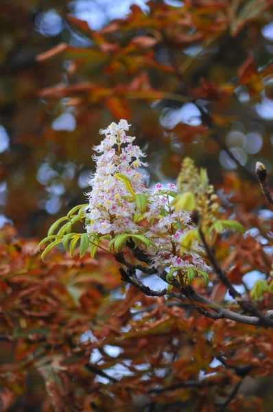 Kastanienblüte — Stockfoto