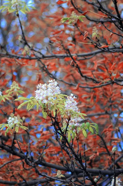 Kwiat kasztanowca — Zdjęcie stockowe