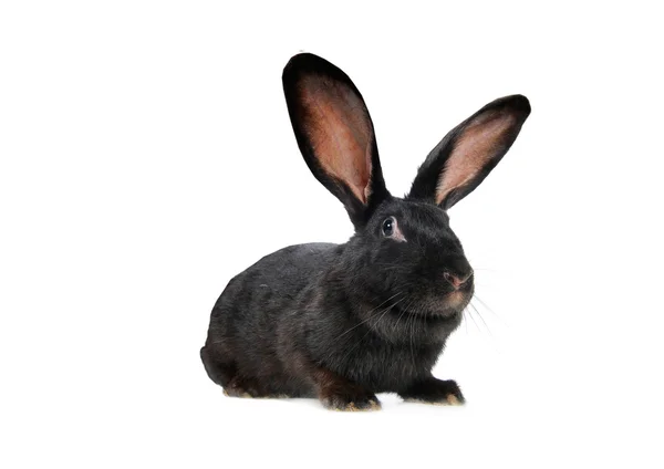 Grey rabbit Stock Image