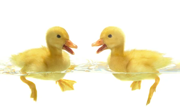 Duck — Stock Photo, Image