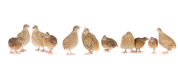 Quail — Stock Photo, Image