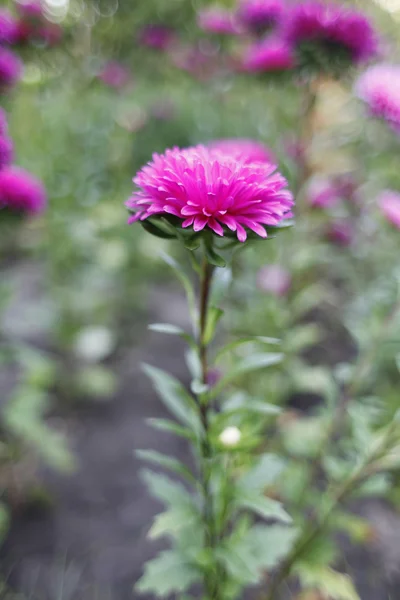 Aster. —  Fotos de Stock