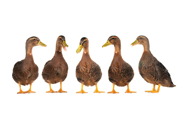 Duck — Stock Photo, Image