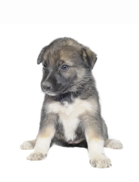 Schattig puppy — Stockfoto