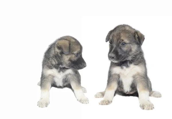 Cachorrinho bonito — Fotografia de Stock