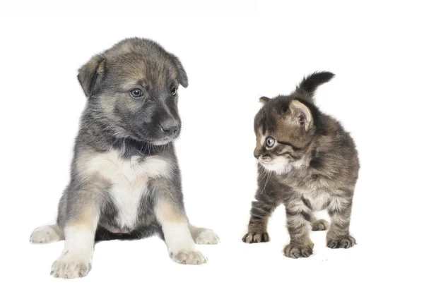 かわいい子犬と猫 — ストック写真