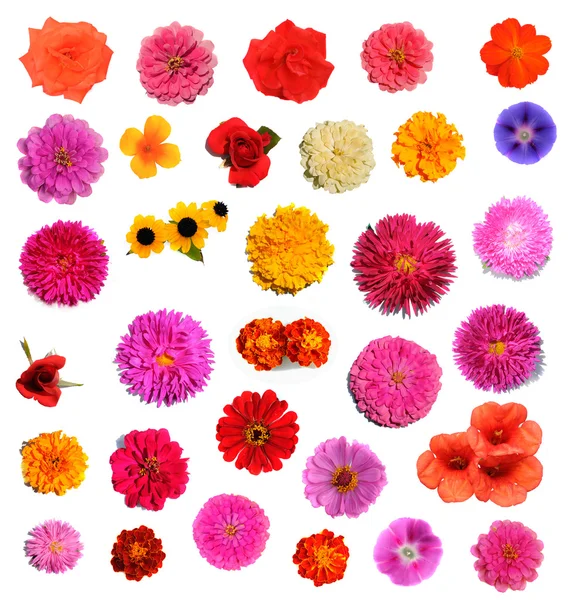 Gartenblume — Stockfoto