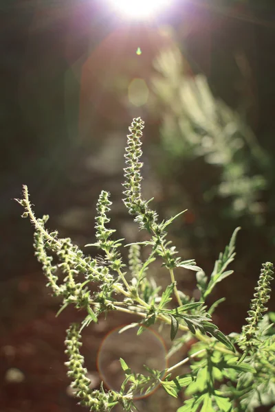 Ambrosía florecimiento — Foto de Stock