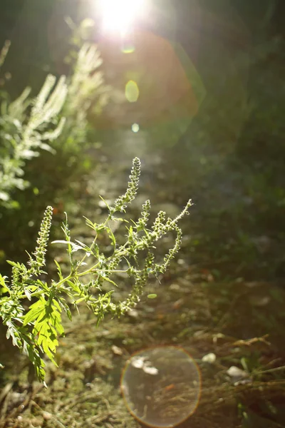 Ambrosia blossoming — Stock Photo, Image