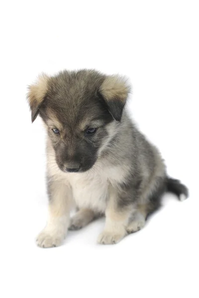 Schattig puppy — Stockfoto