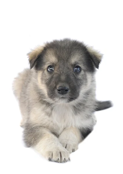 Şirin köpek. — Stok fotoğraf