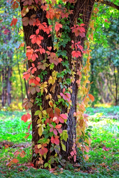 Herfst — Stockfoto