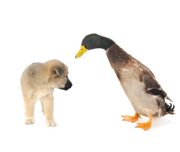 Ördek ve köpek yavrusu — Stok fotoğraf