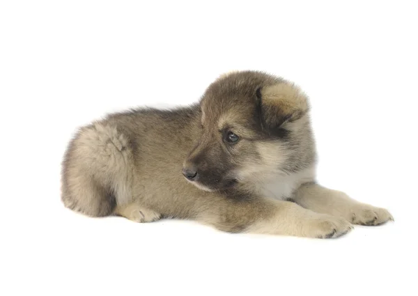 Cachorrinho bonito — Fotografia de Stock