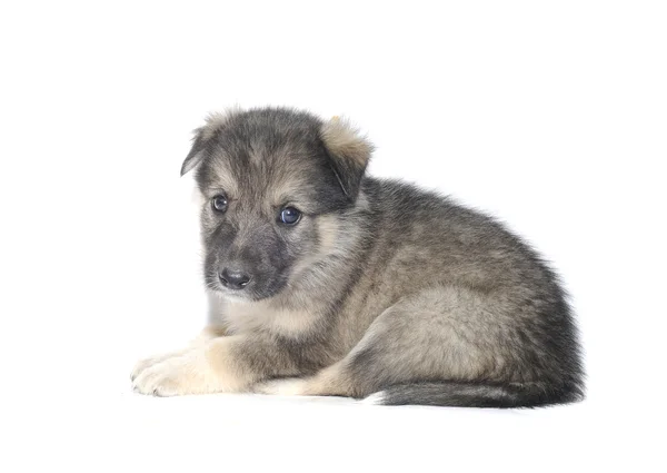 Schattig puppy — Stockfoto